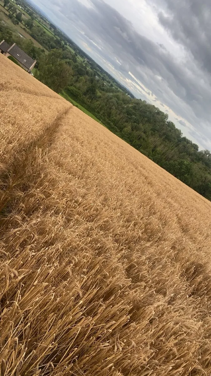 Small square bales of straw for sale this week - Image 1