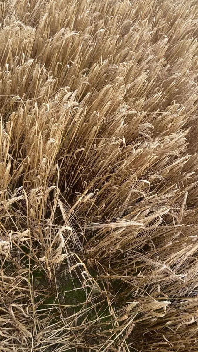 Small square bales of straw for sale this week - Image 2