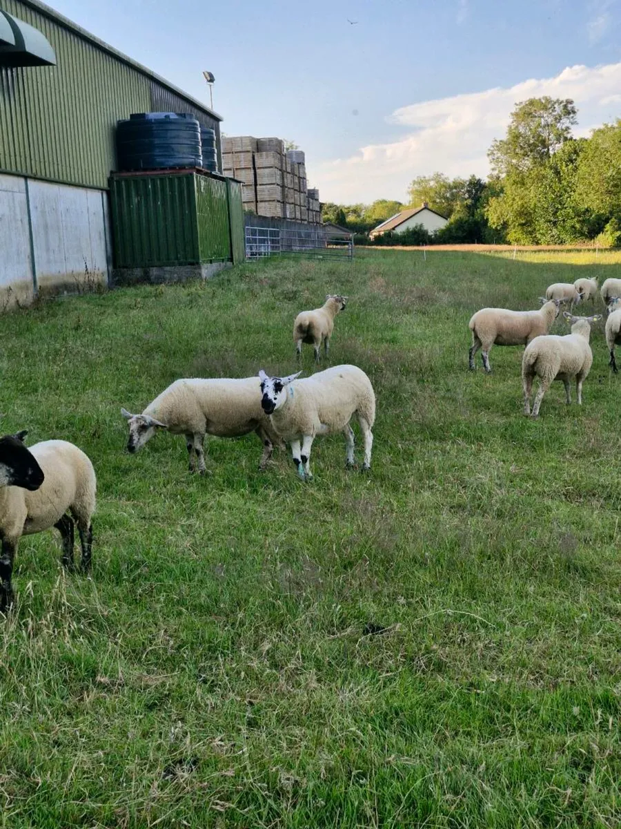 Hogget ewes - Image 1