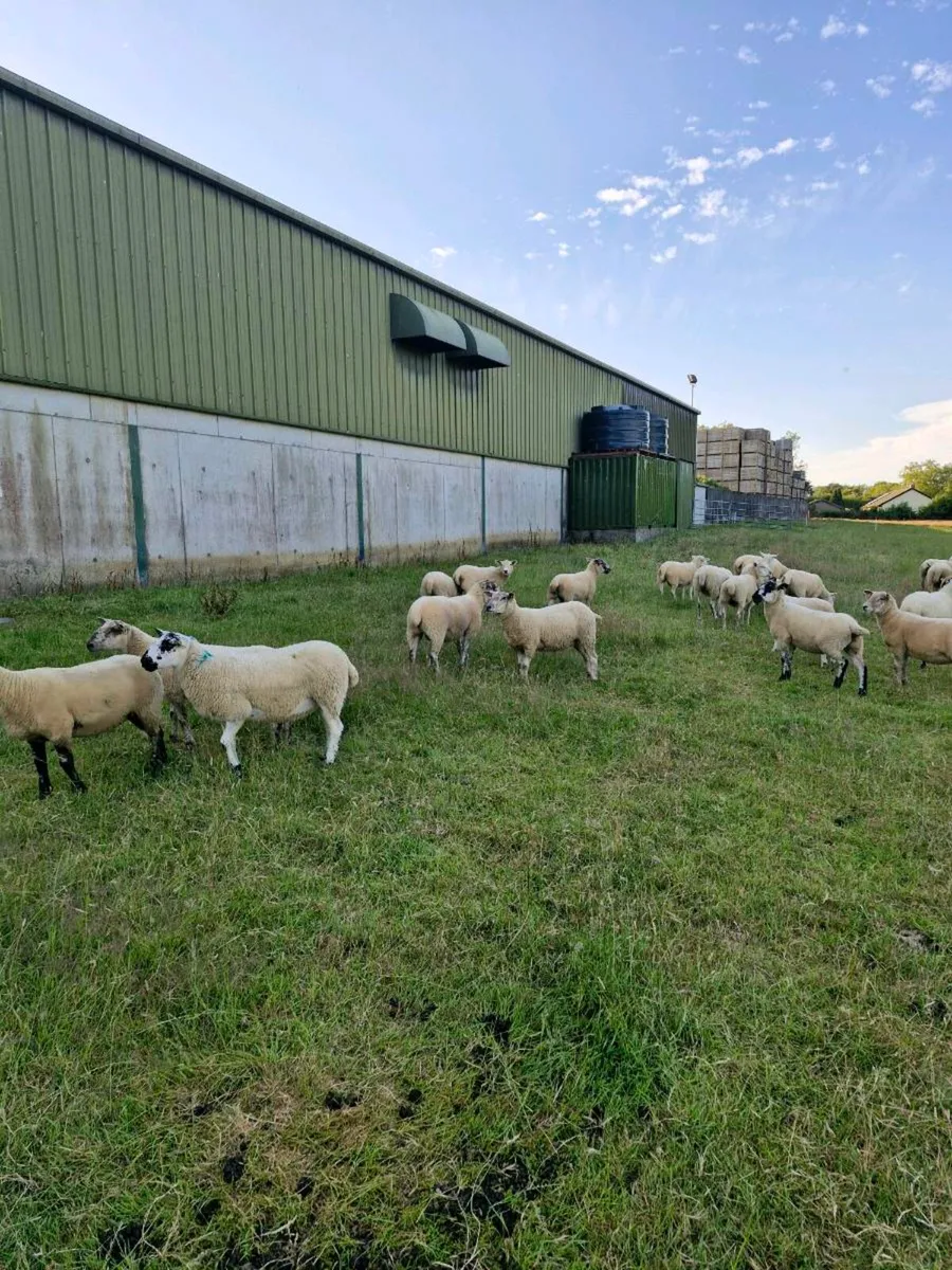 Hogget ewes - Image 2