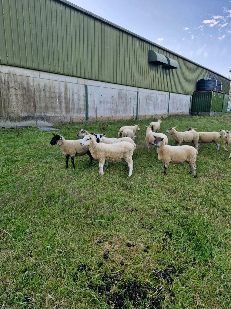 Hogget ewes - Image 3