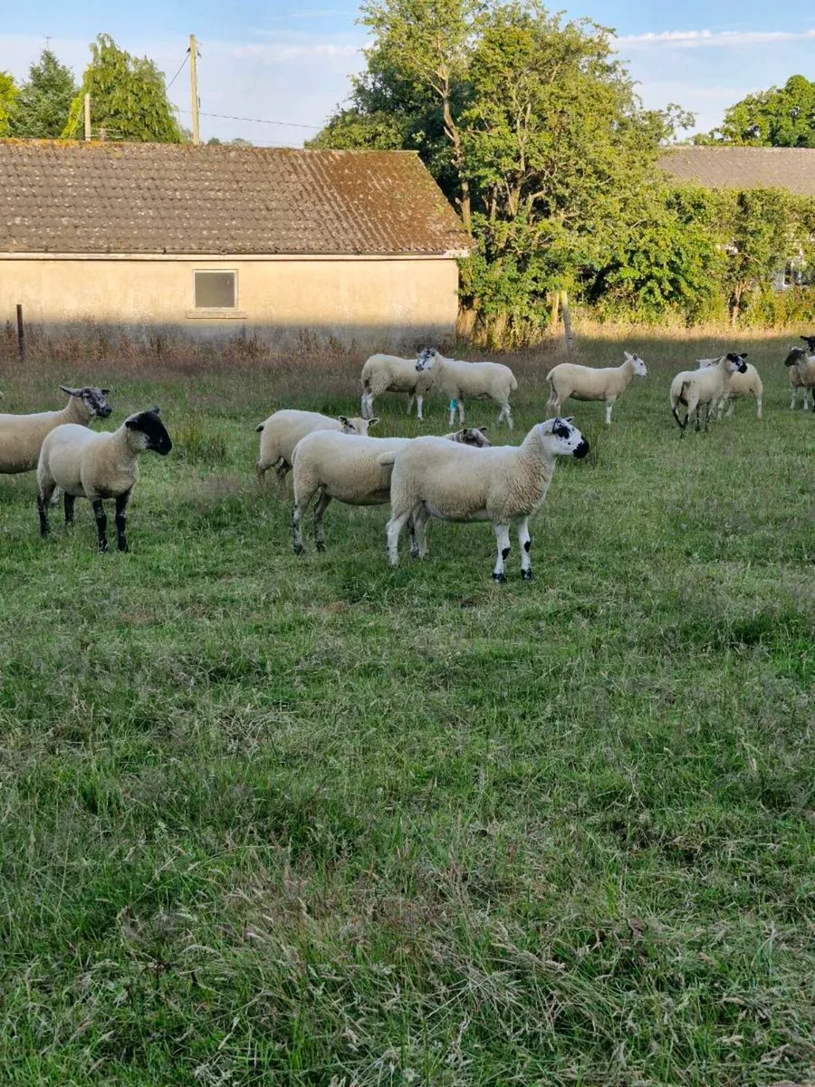 Hogget ewes - Image 4