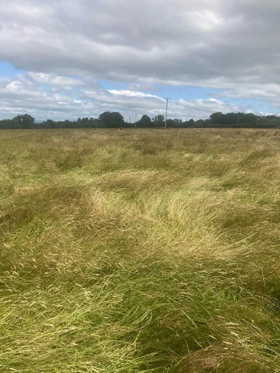 8 acres silage for sale sold by the bale - Image 1