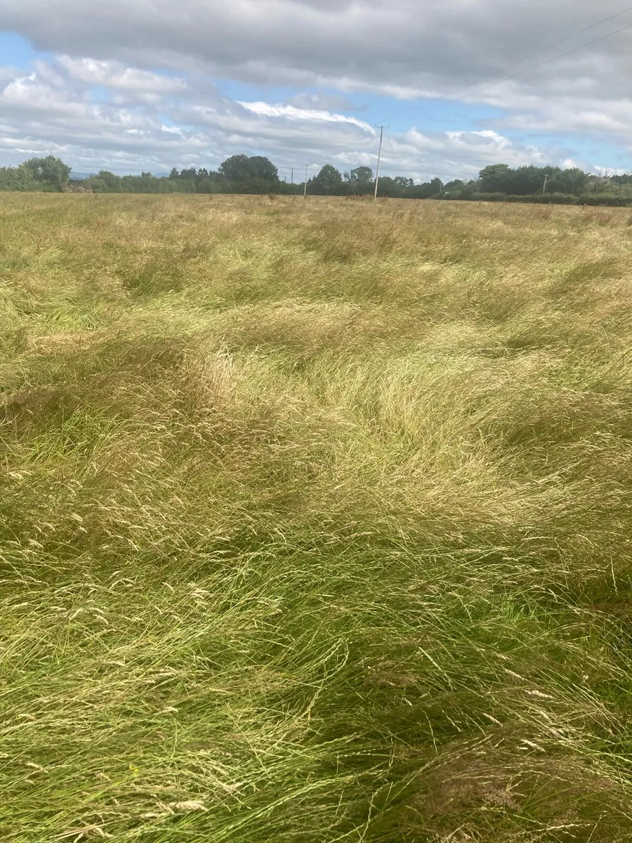 8 acres silage for sale sold by the bale - Image 2
