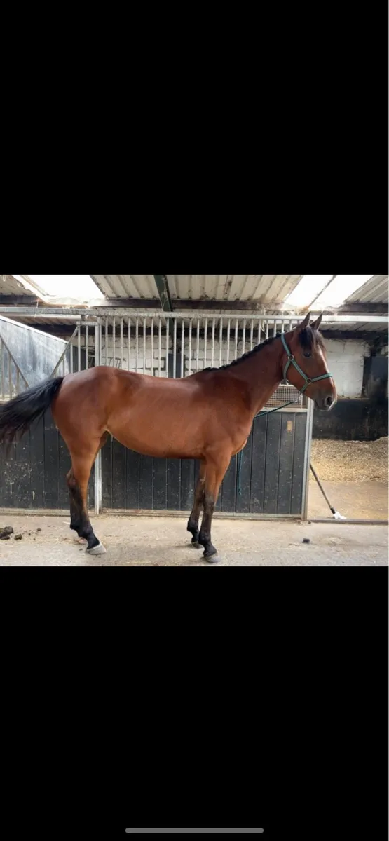 4yr old mare (all rounder type) - Image 1