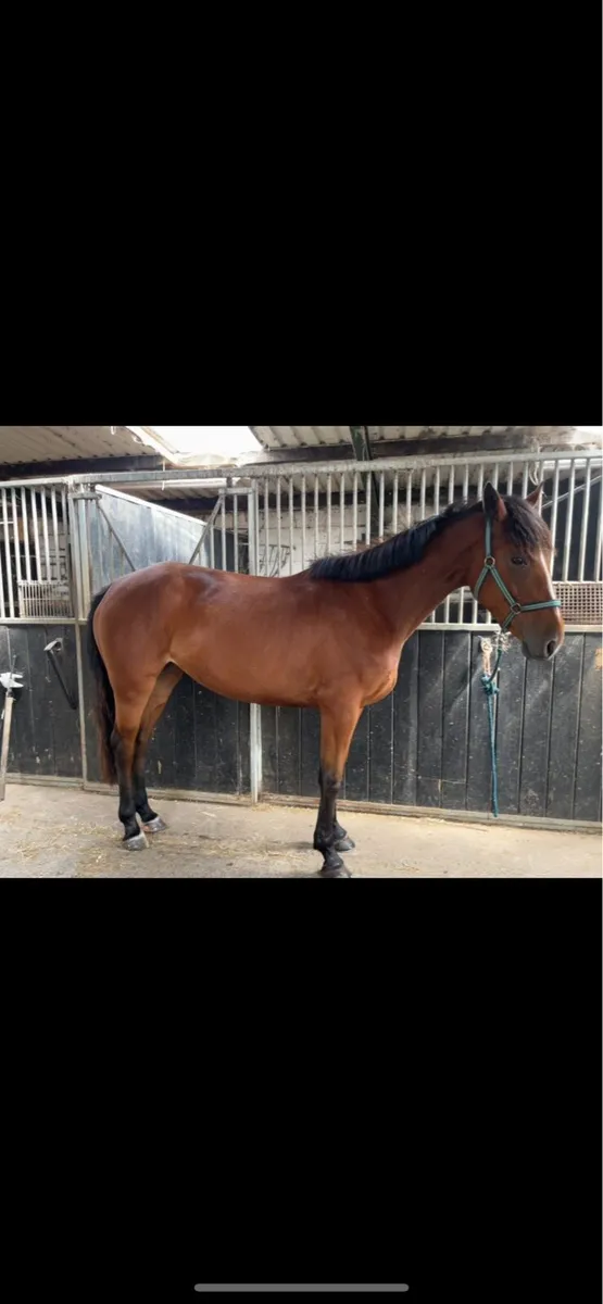 4yr old mare (all rounder type) - Image 2