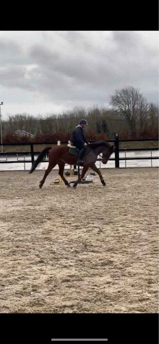 4yr old mare (all rounder type) - Image 3