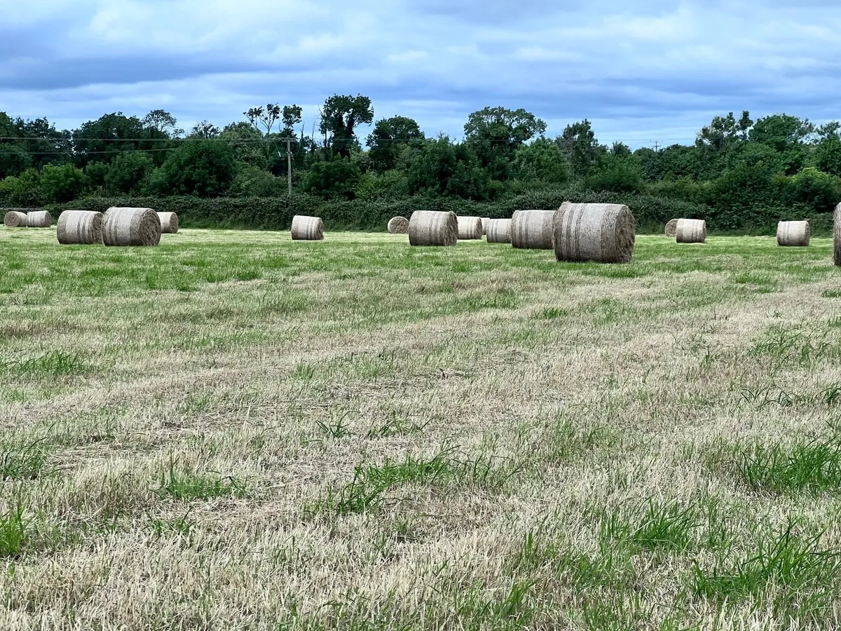 1st Cut Hay Bales - Image 2