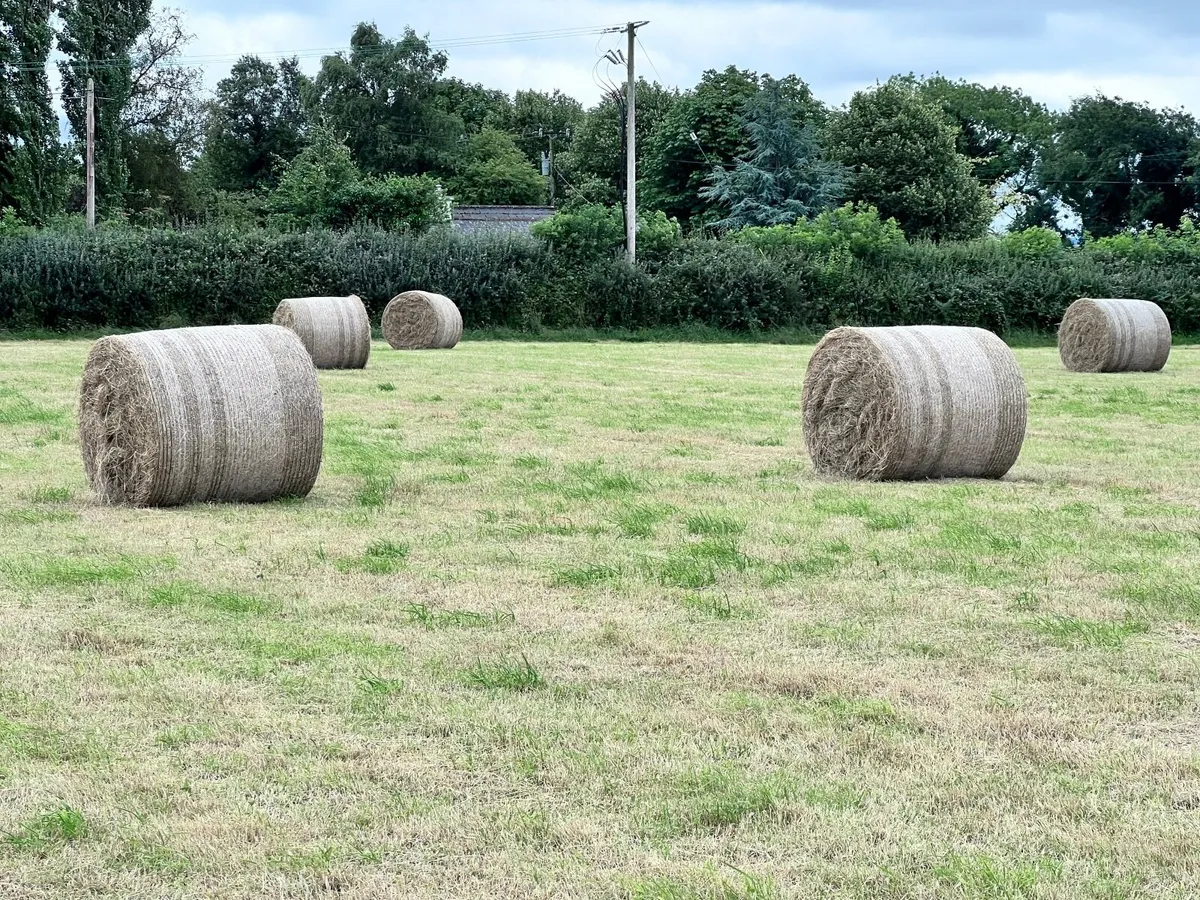 1st Cut Hay Bales - Image 3