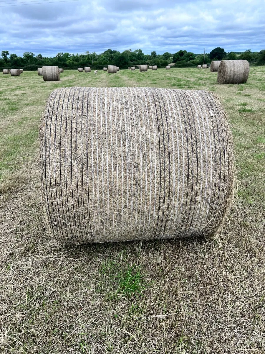 1st Cut Hay Bales - Image 4