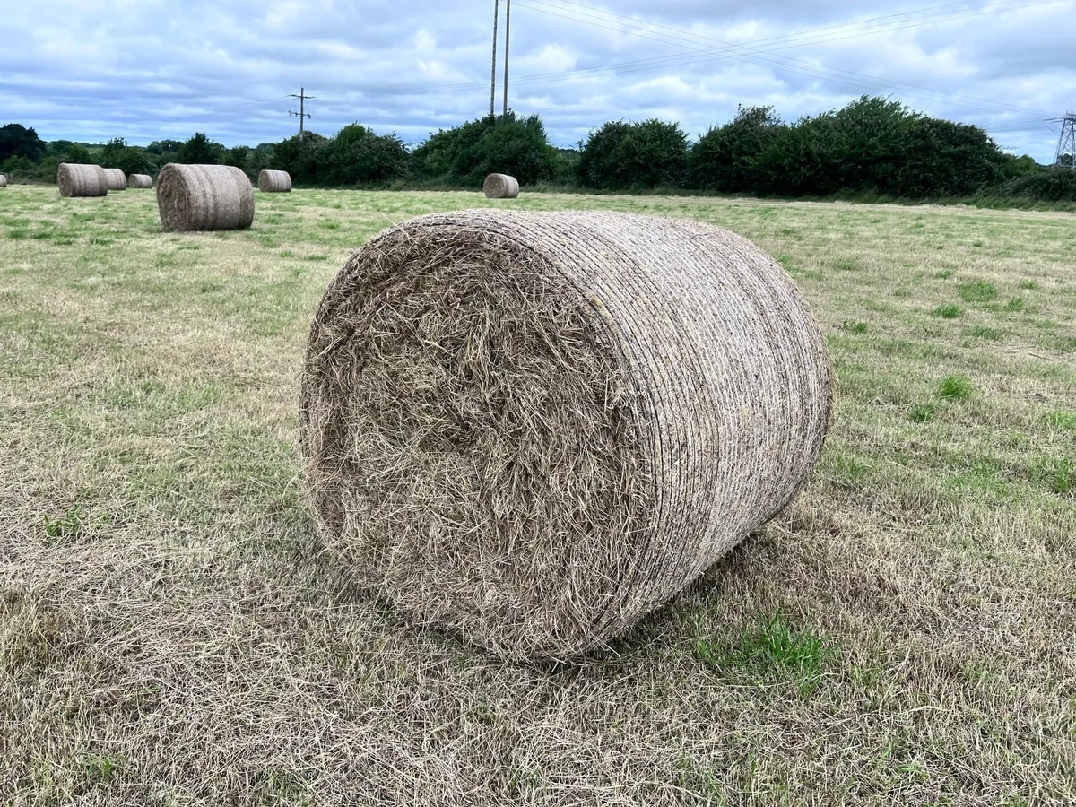 1st Cut Hay Bales - Image 1