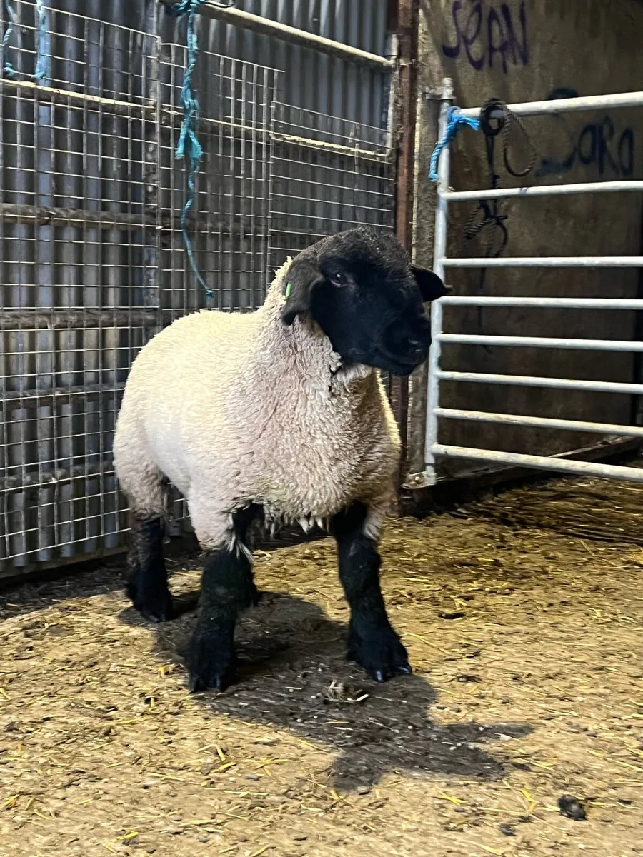 Pedigree Suffolk ram lamb - Image 1