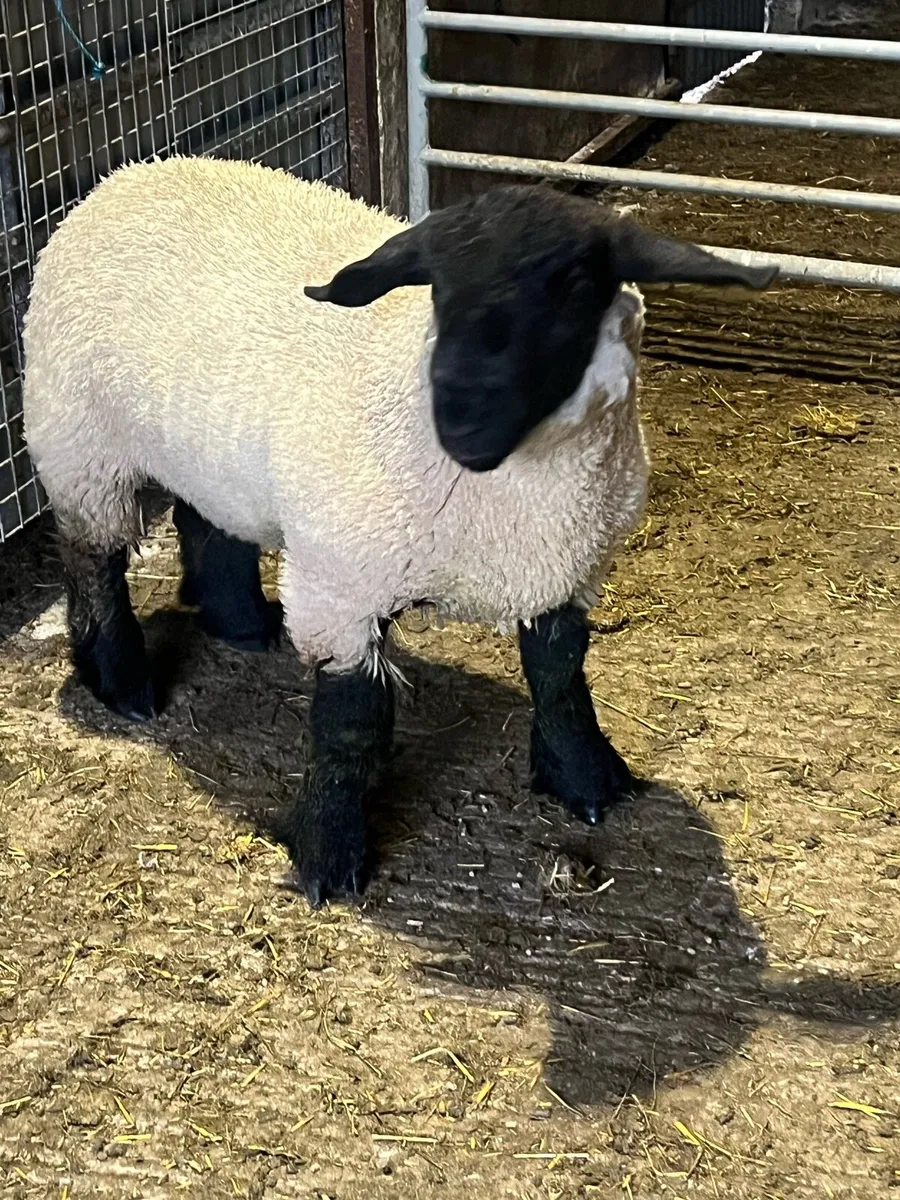 Pedigree Suffolk ram lamb - Image 2