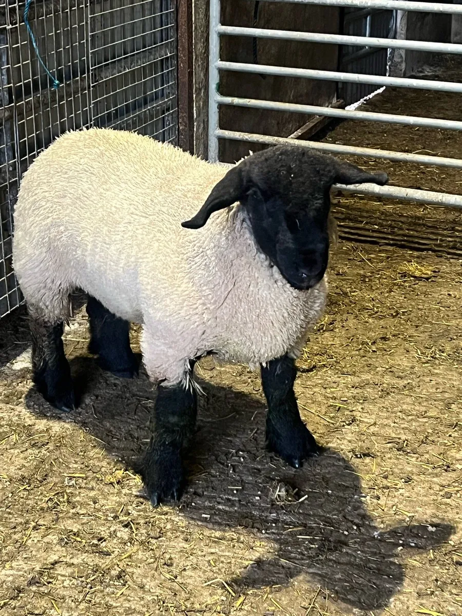 Pedigree Suffolk ram lamb - Image 3