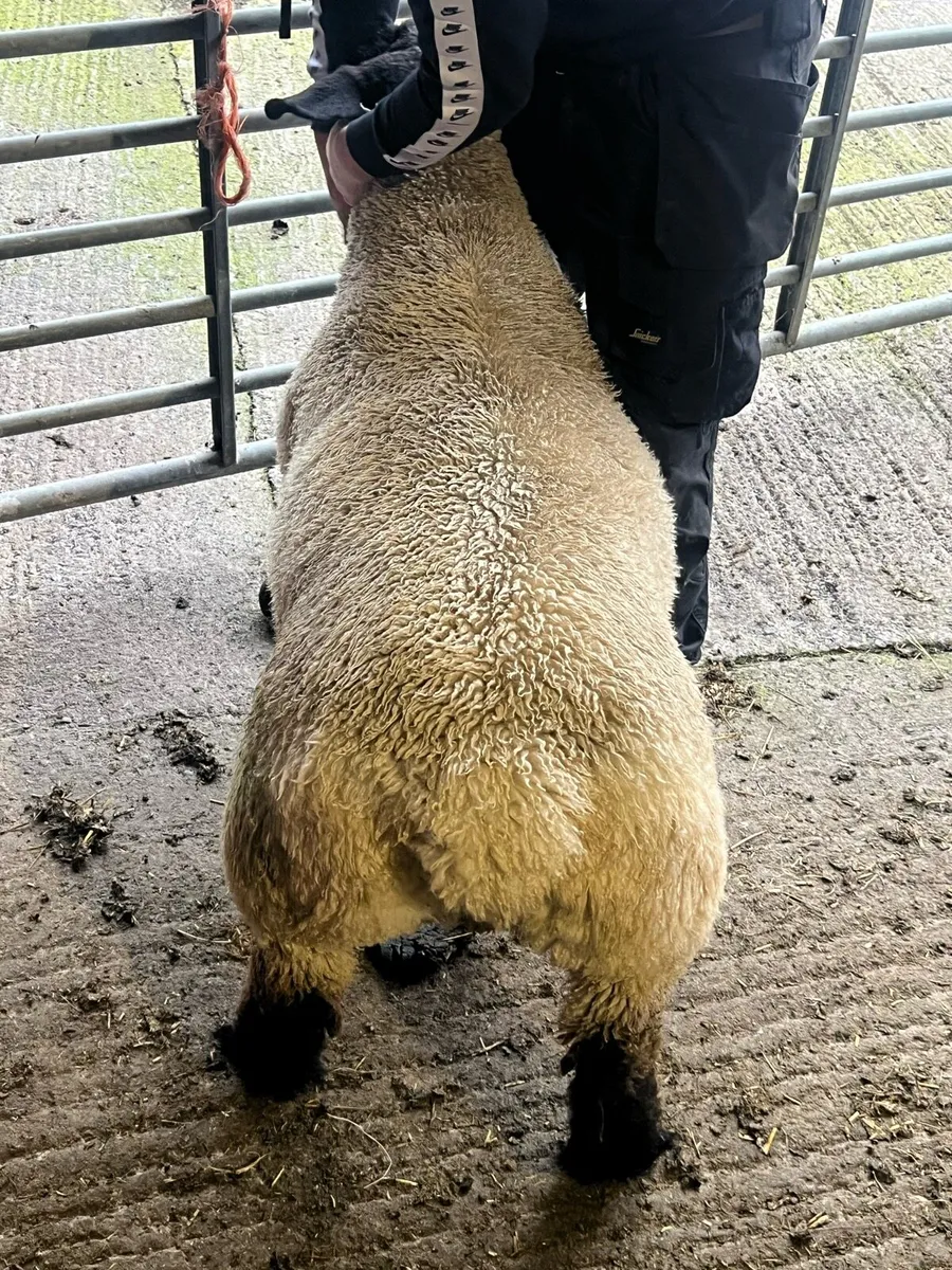 Pedigree Suffolk ram lamb - Image 4