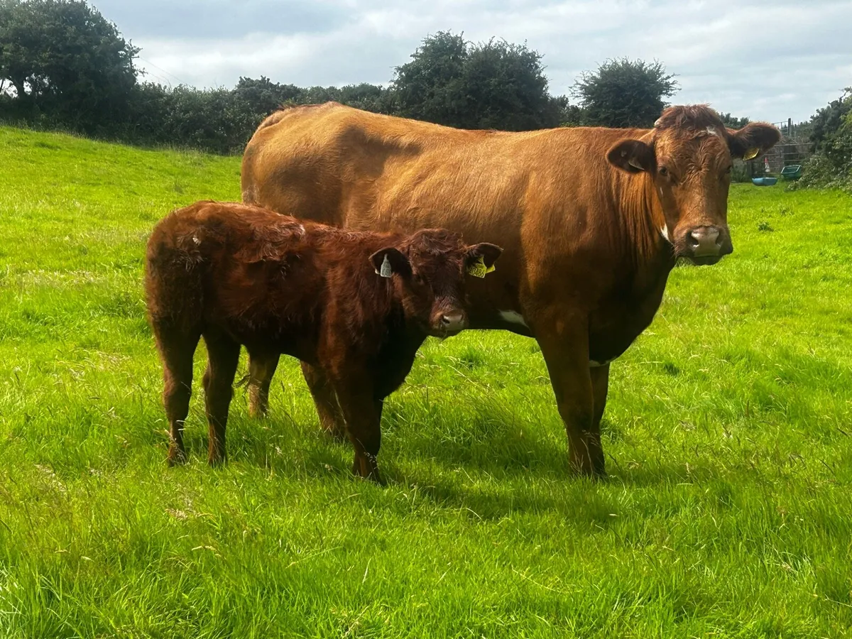 Cow & Calf Scanned Back In-Calf - Image 1