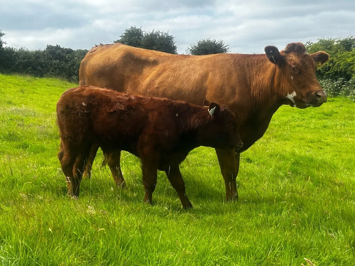 Cow & Calf Scanned Back In-Calf - Image 2