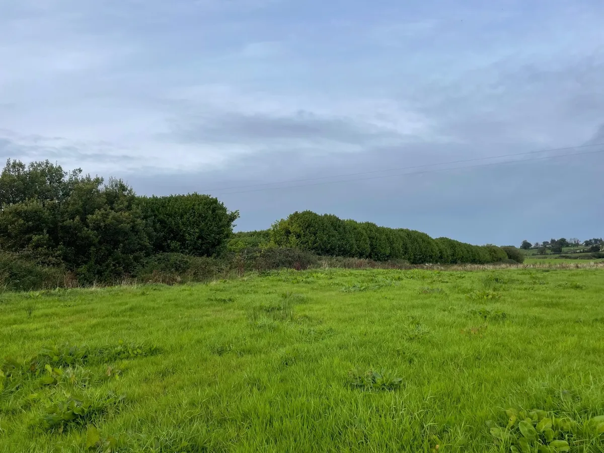 Bay Laurel Trees - Image 1