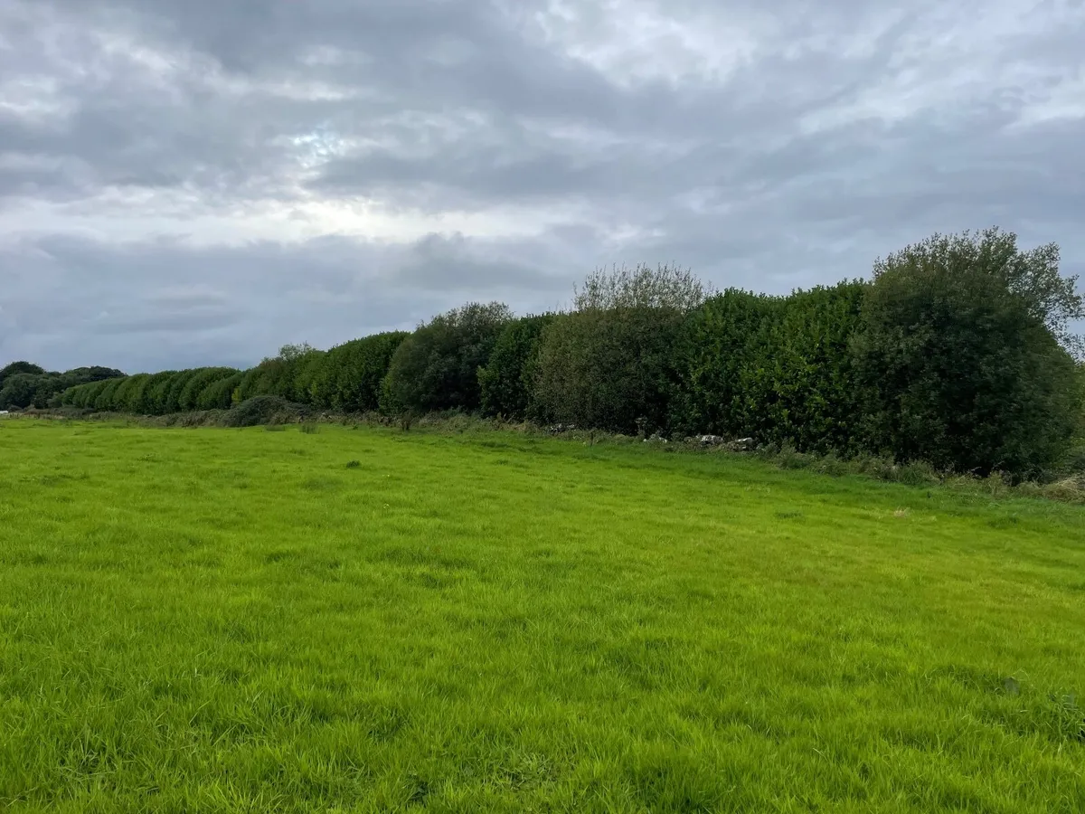 Bay Laurel Trees - Image 2
