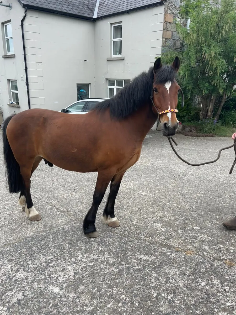 Pony for sale - Image 1