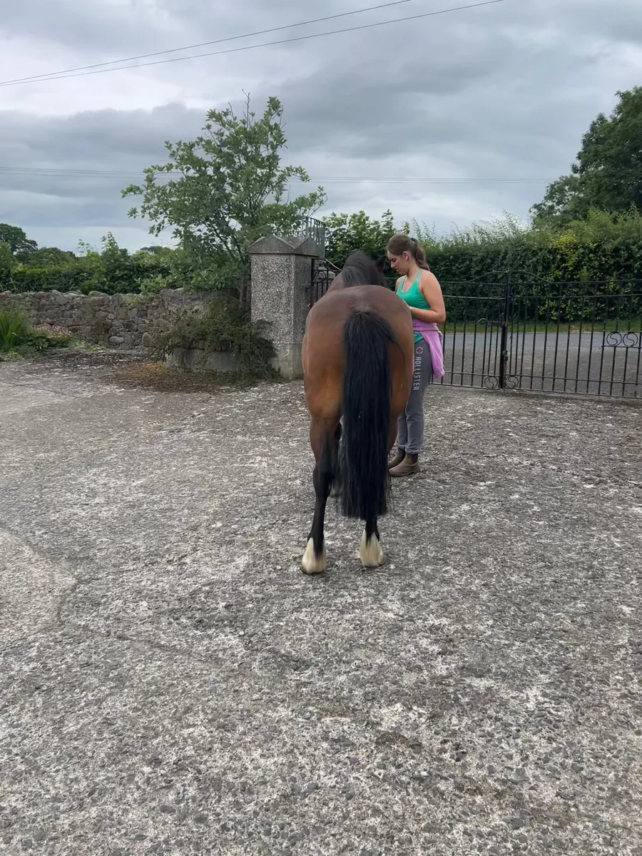 Pony for sale - Image 2