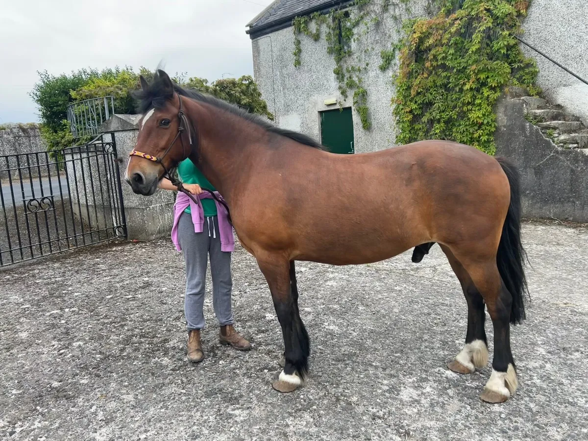 Pony for sale - Image 3