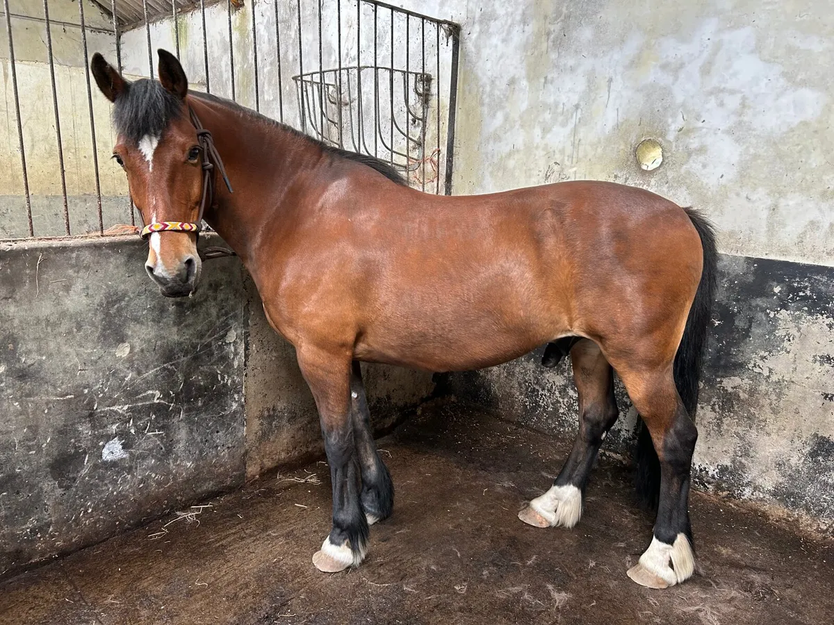 Pony for sale - Image 4