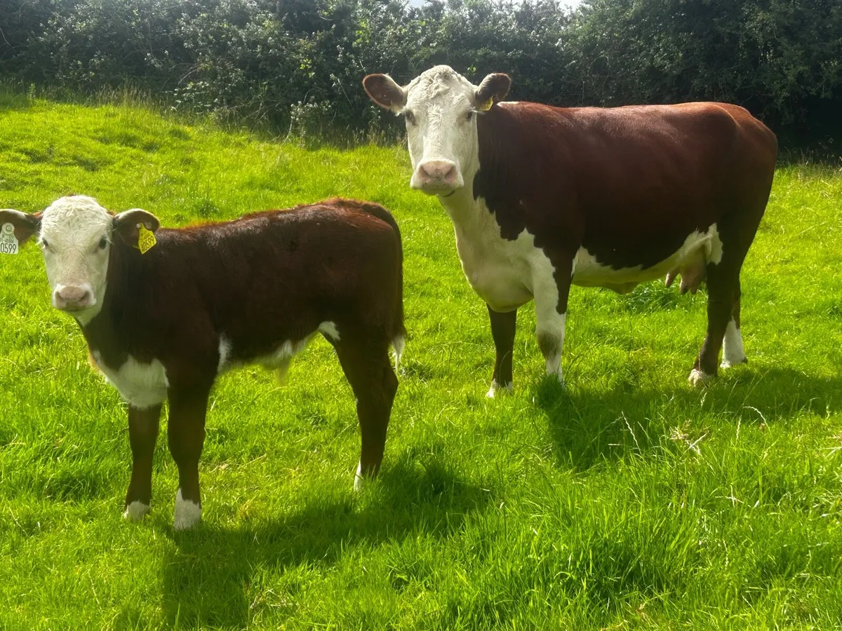 5 Star Full Bred Hereford Cow & Calf - Image 1