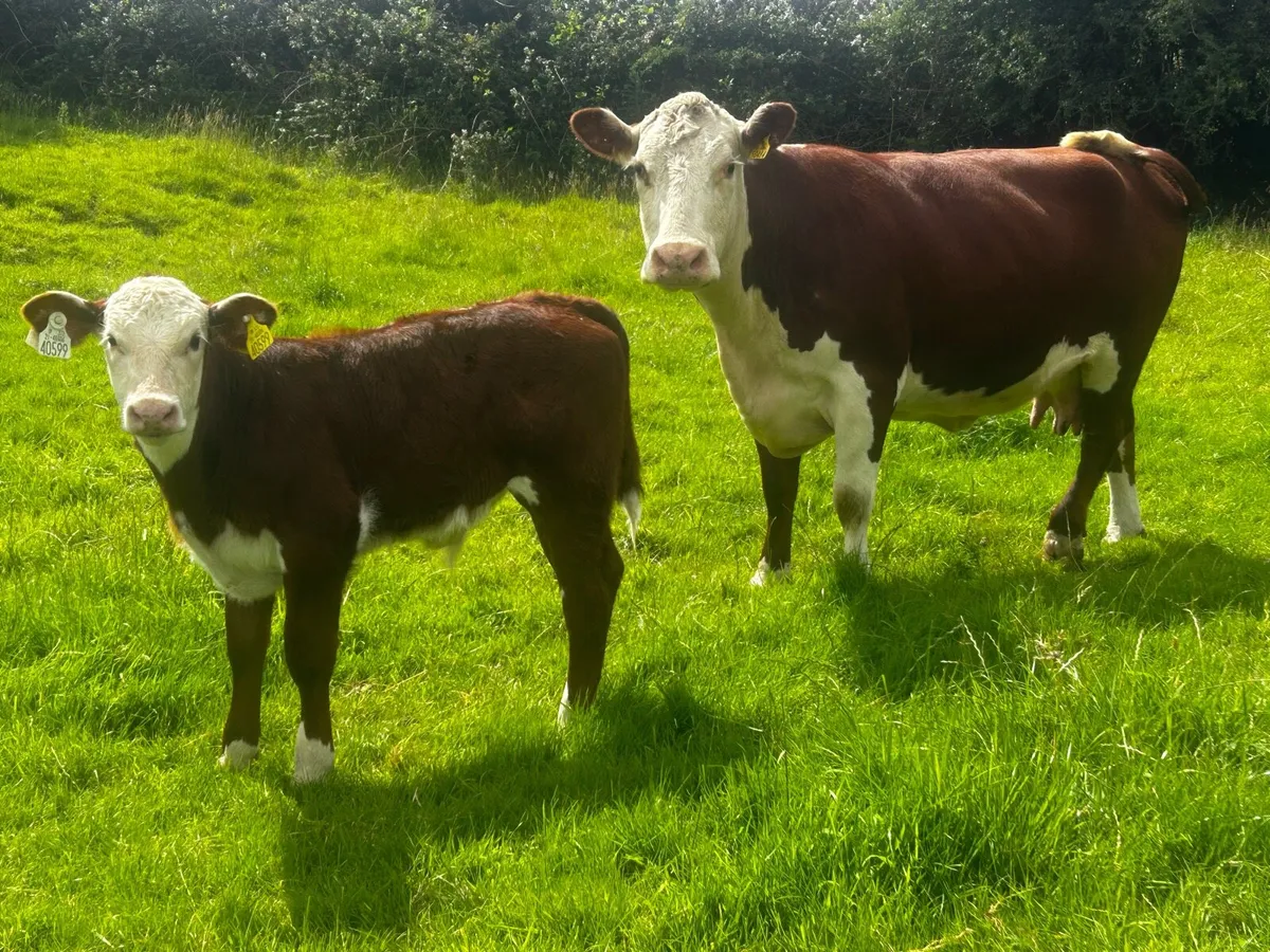 5 Star Full Bred Hereford Cow & Calf - Image 2