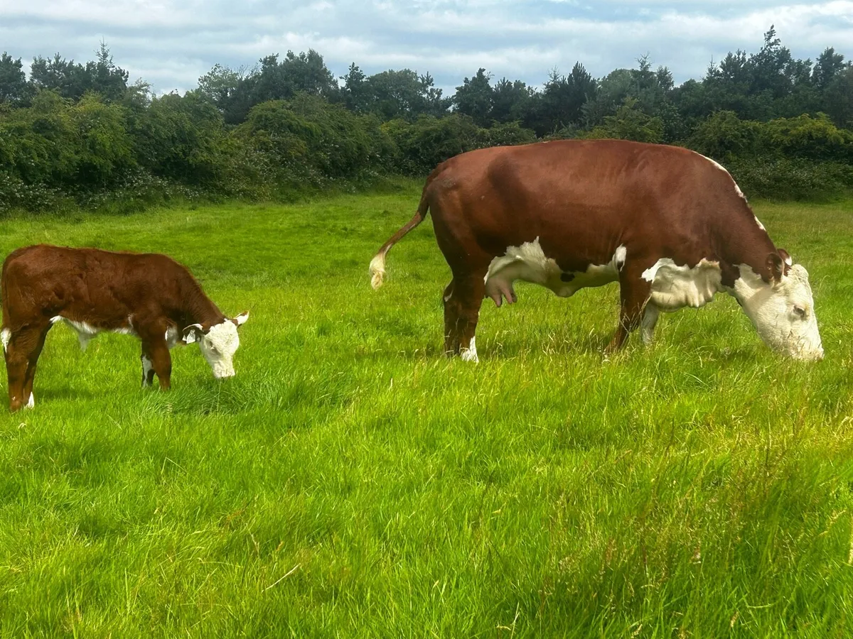 5 Star Full Bred Hereford Cow & Calf - Image 3