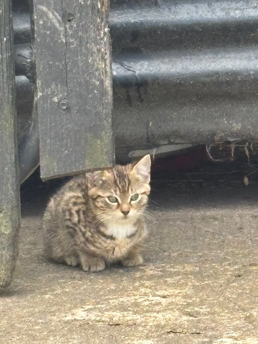 Kittens - Image 1