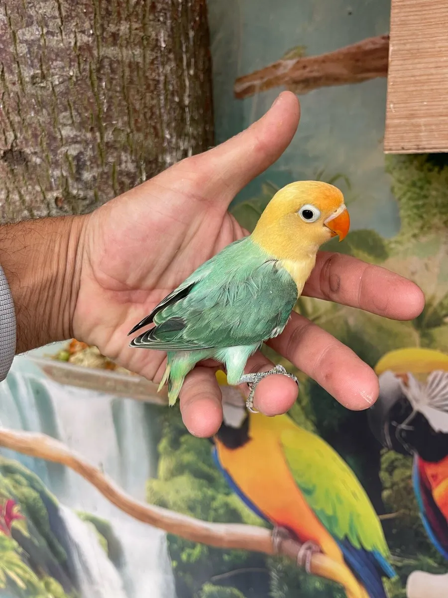 Love birds - Image 1