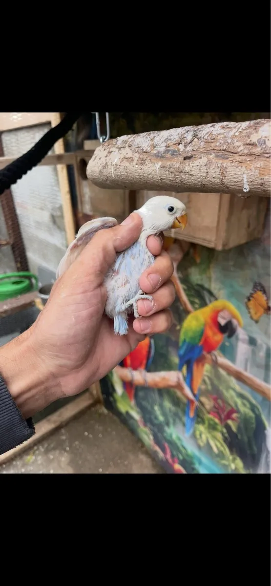 Love birds - Image 2