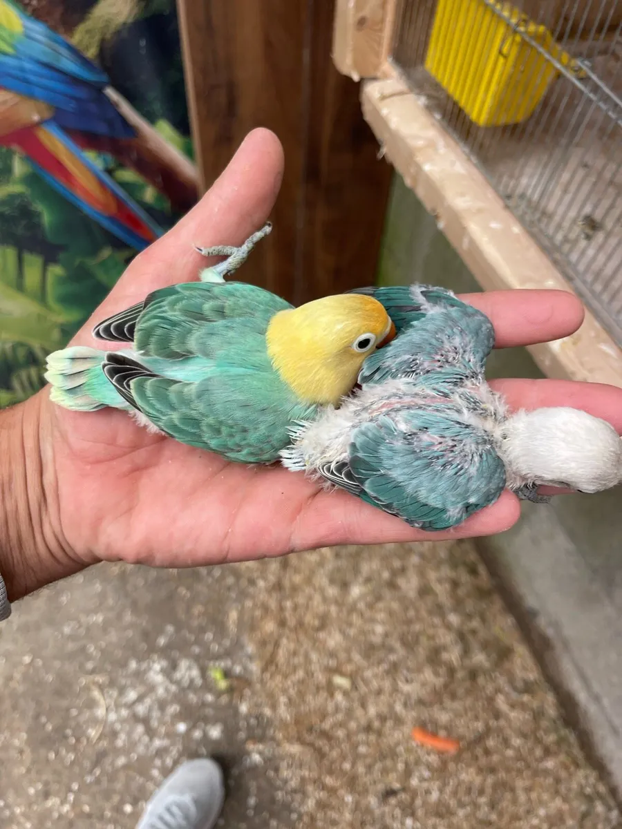 Love birds - Image 3