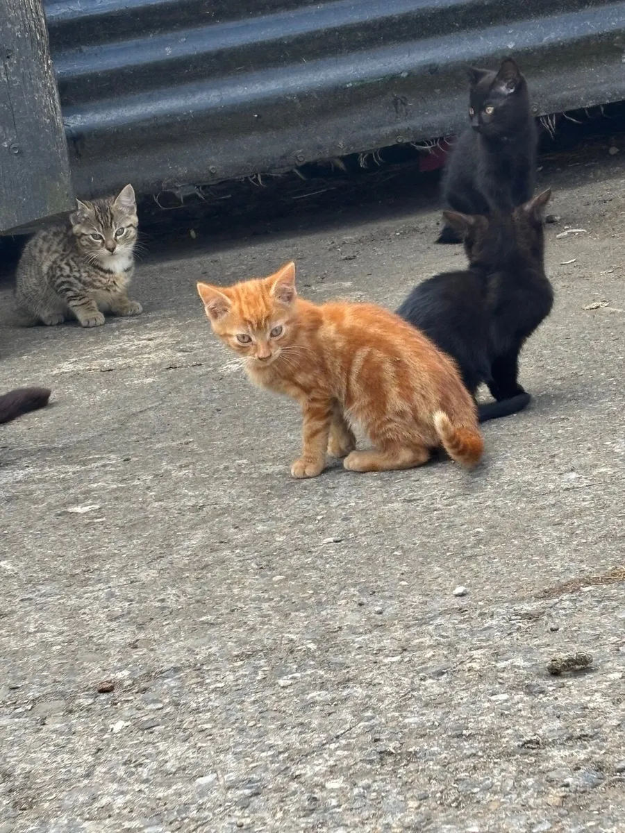 Kittens - Image 2