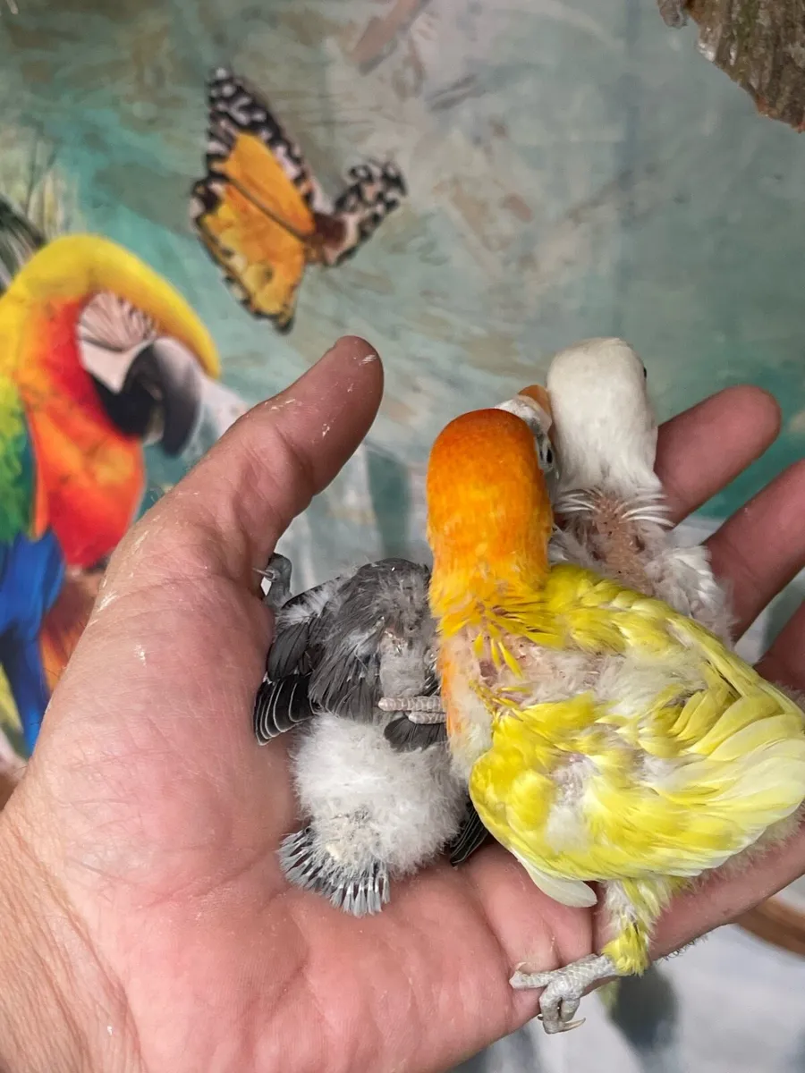 Love birds - Image 4