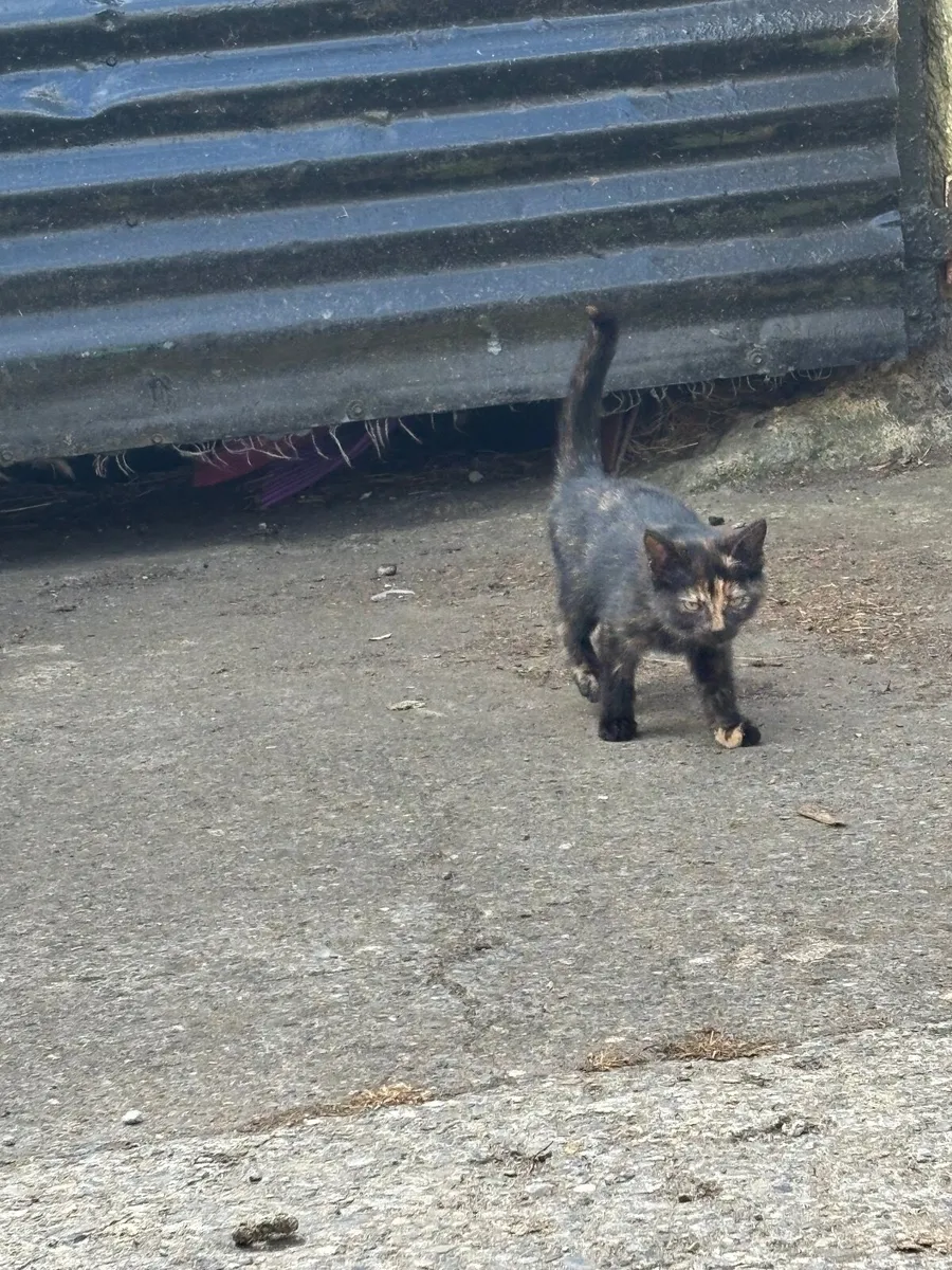 Kittens - Image 3