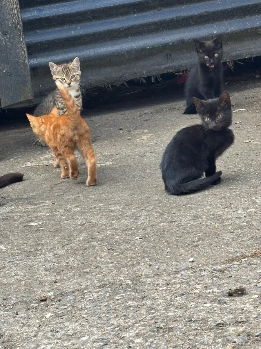 Kittens - Image 4