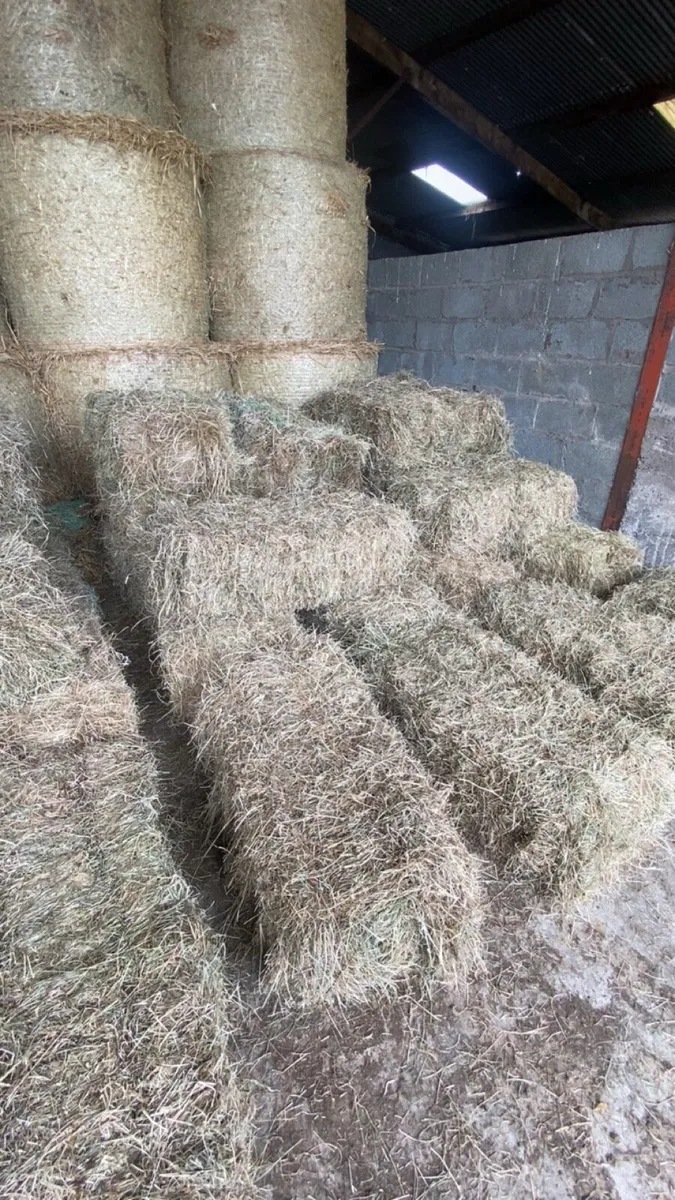 €3.50  small squares hay - Image 1