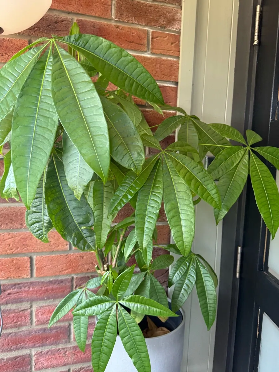 FREE - Collection of Plants (with pots) - Image 2
