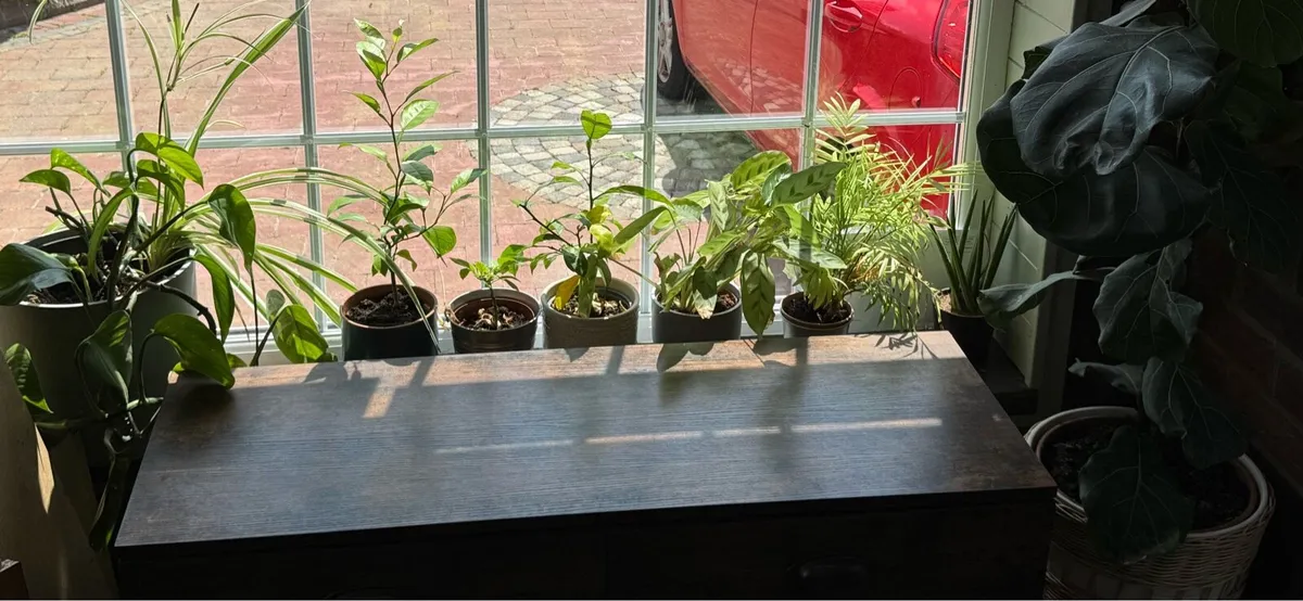 FREE - Collection of Plants (with pots) - Image 1