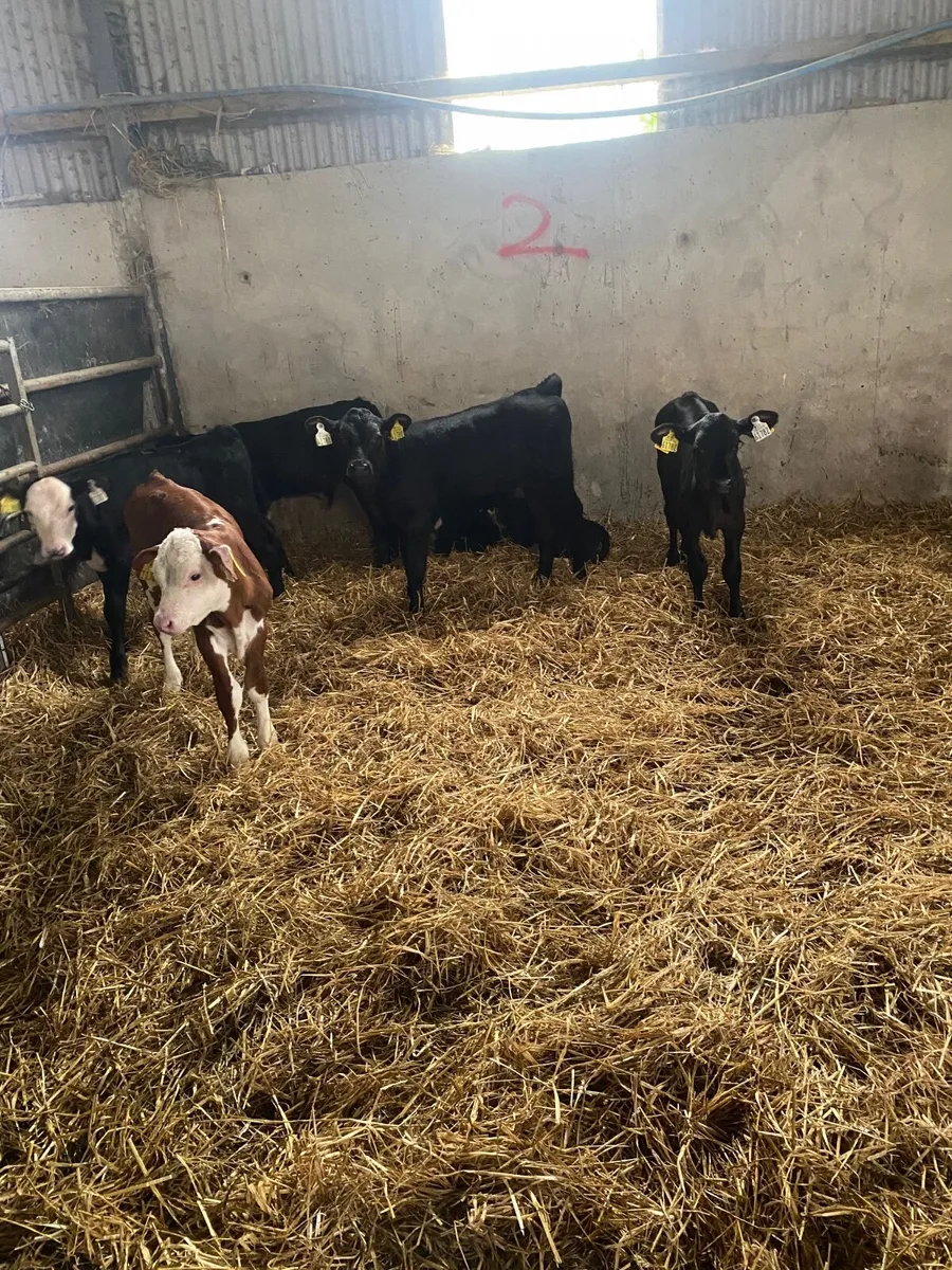 Calves - Image 2