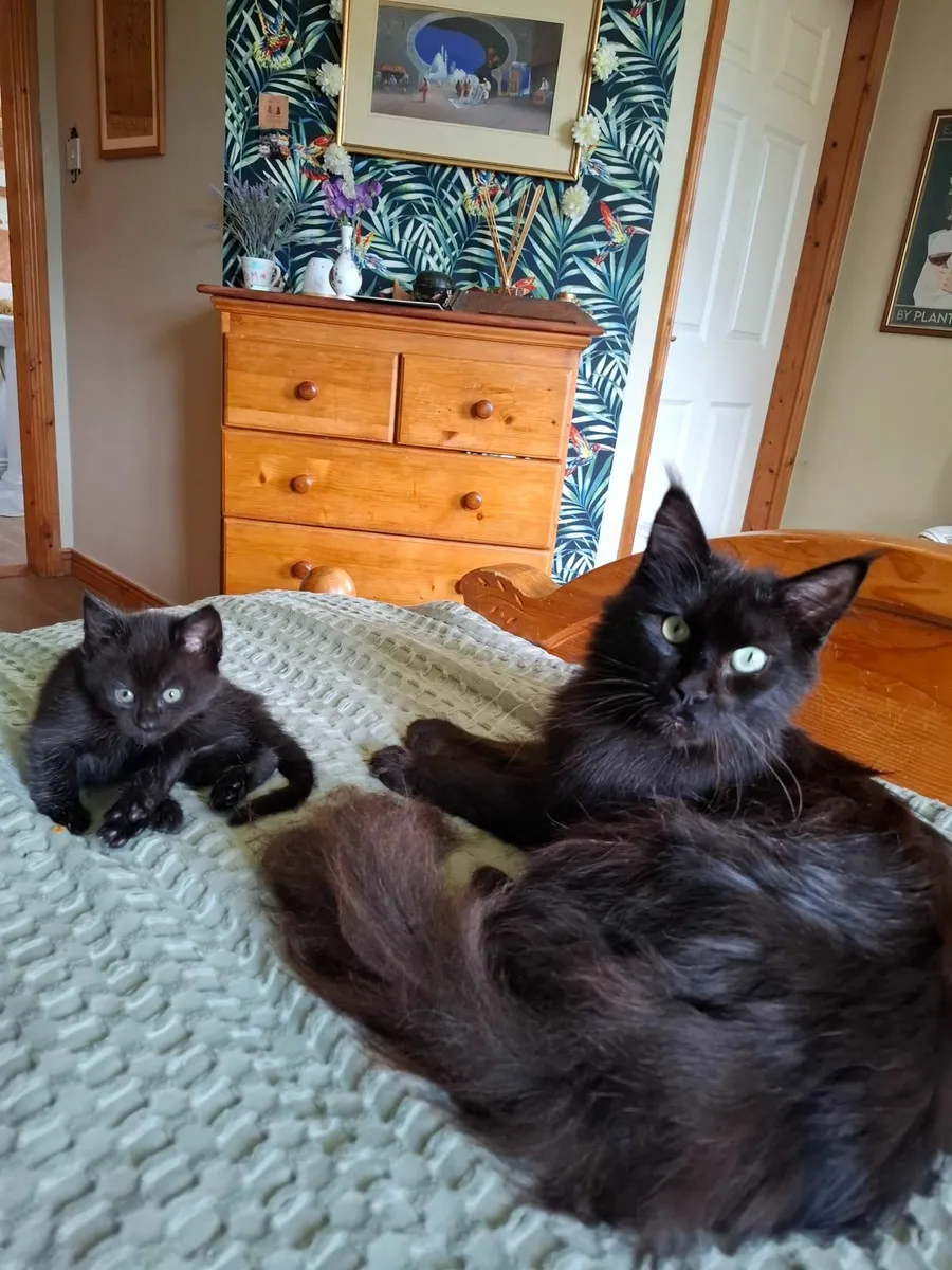 Half maine coons - Image 1