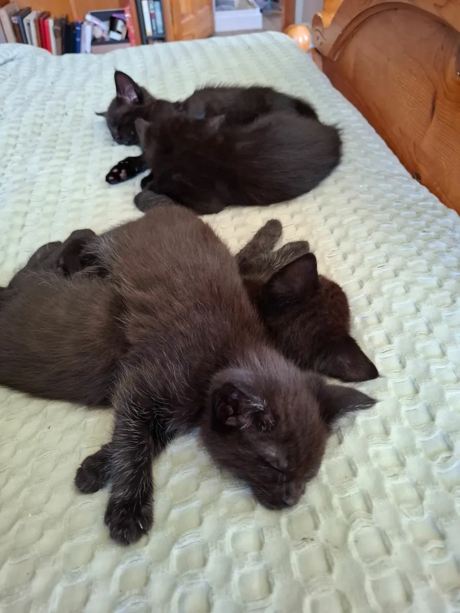 Half maine coons - Image 2