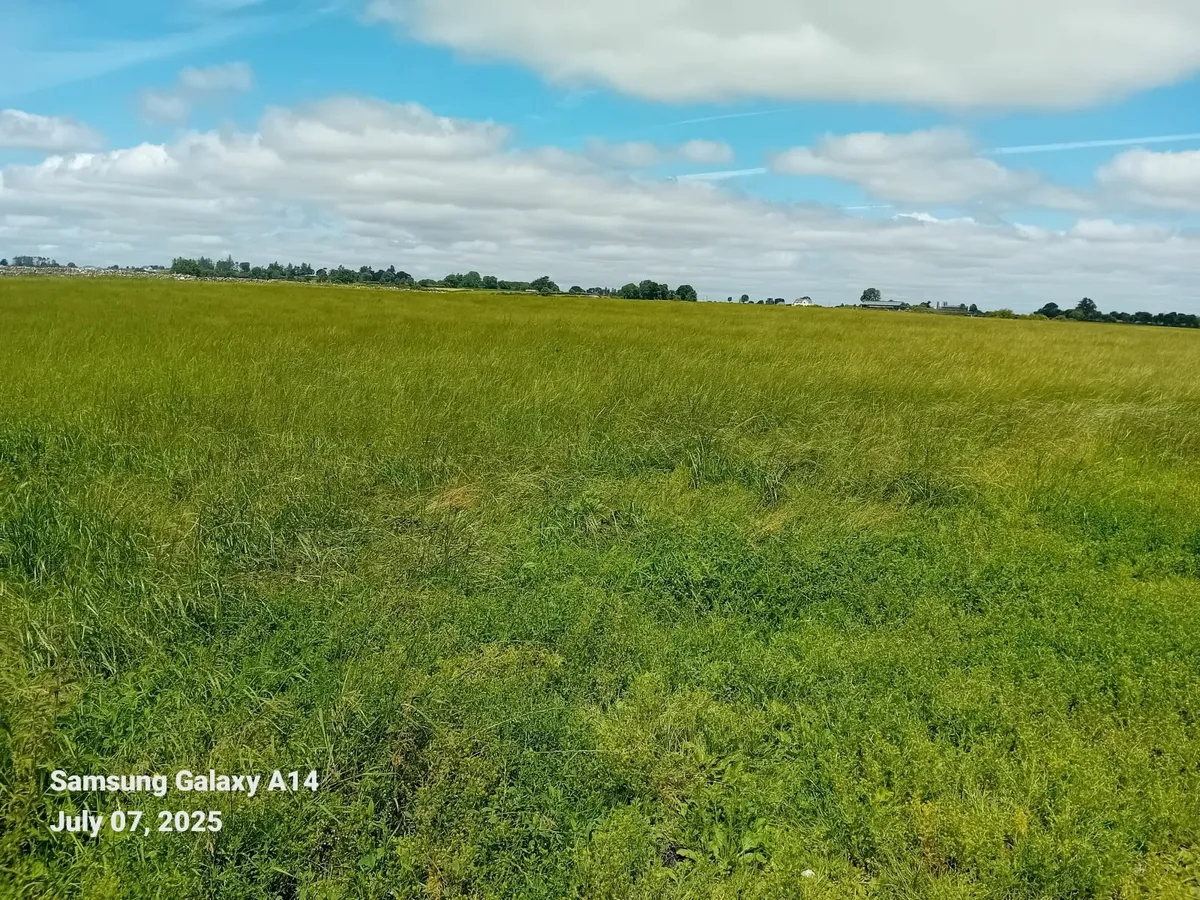 meadow - Image 2