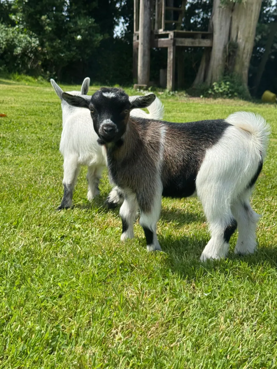 Pedigree Pygmy Goats - Image 1