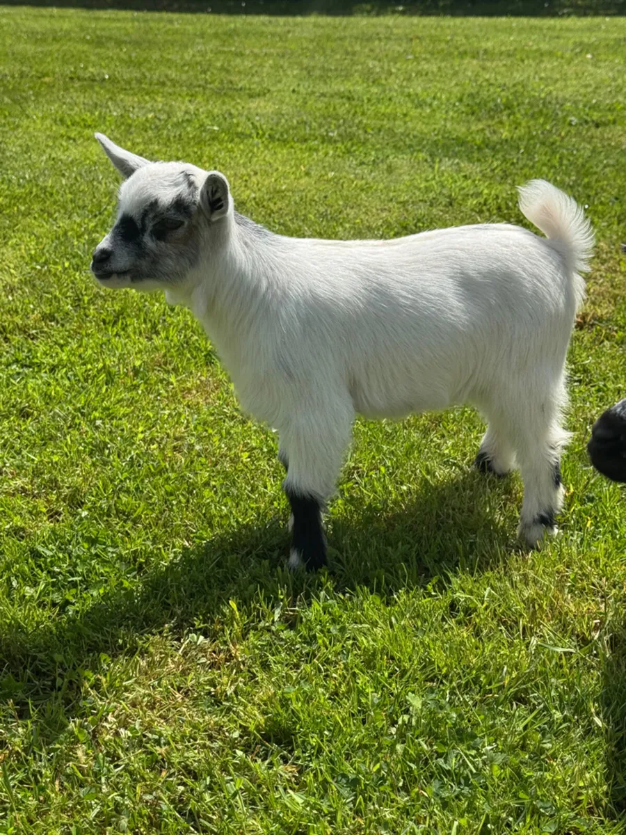 Pedigree Pygmy Goats - Image 2