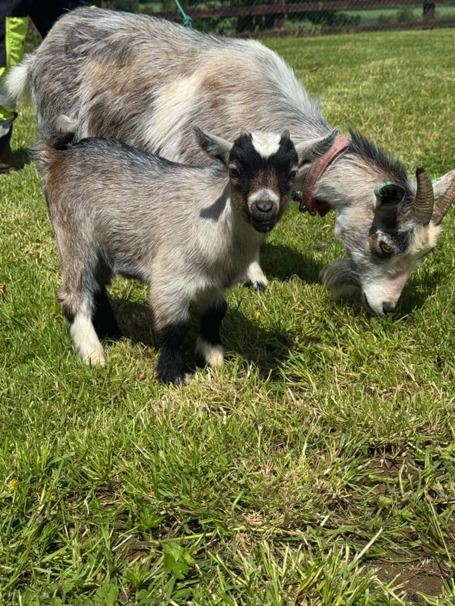Pedigree Pygmy Goats - Image 3
