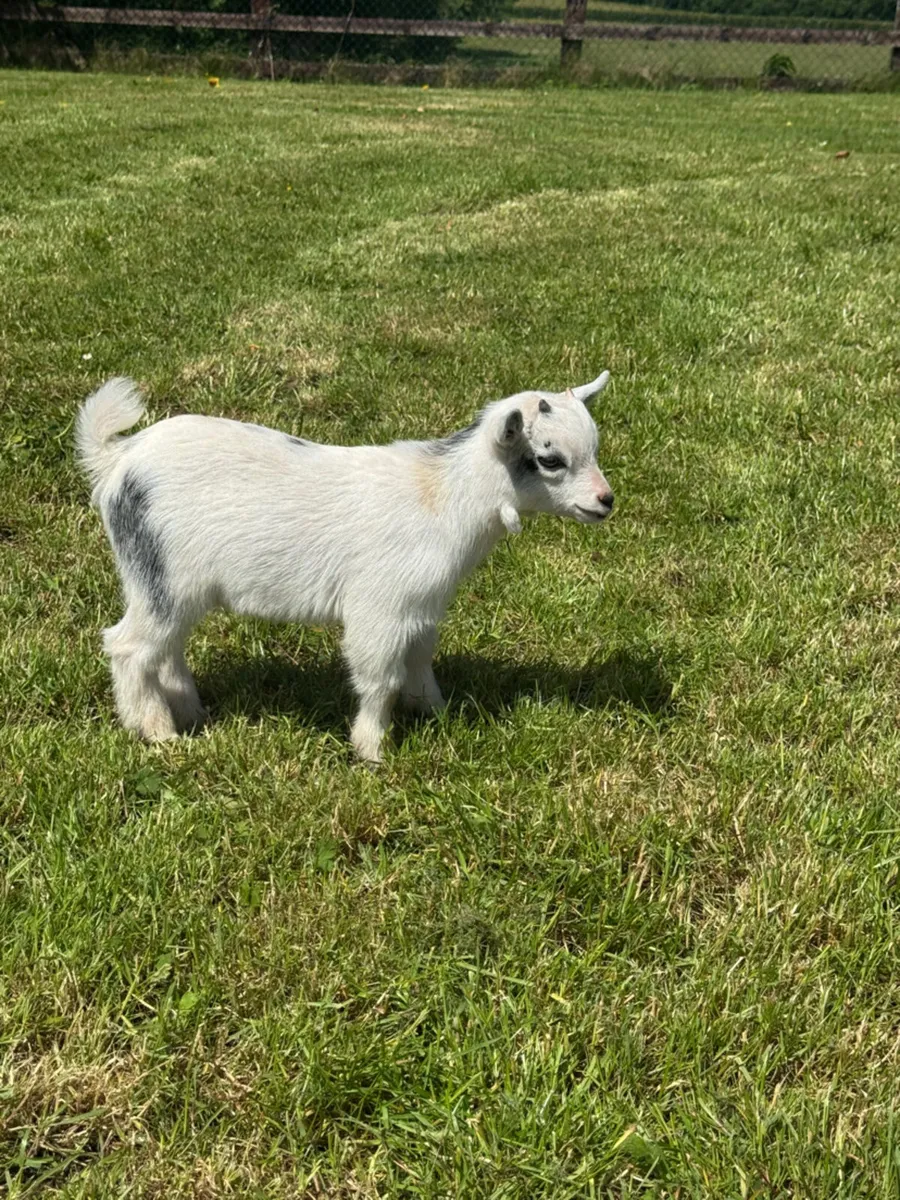 Pedigree Pygmy Goats - Image 4