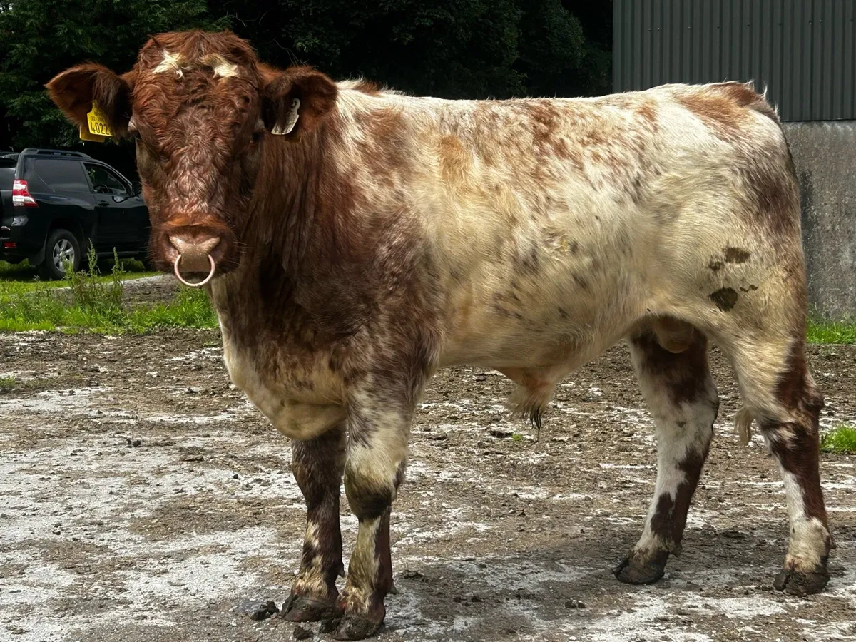 5 Star Shorthorn Bull - Image 1
